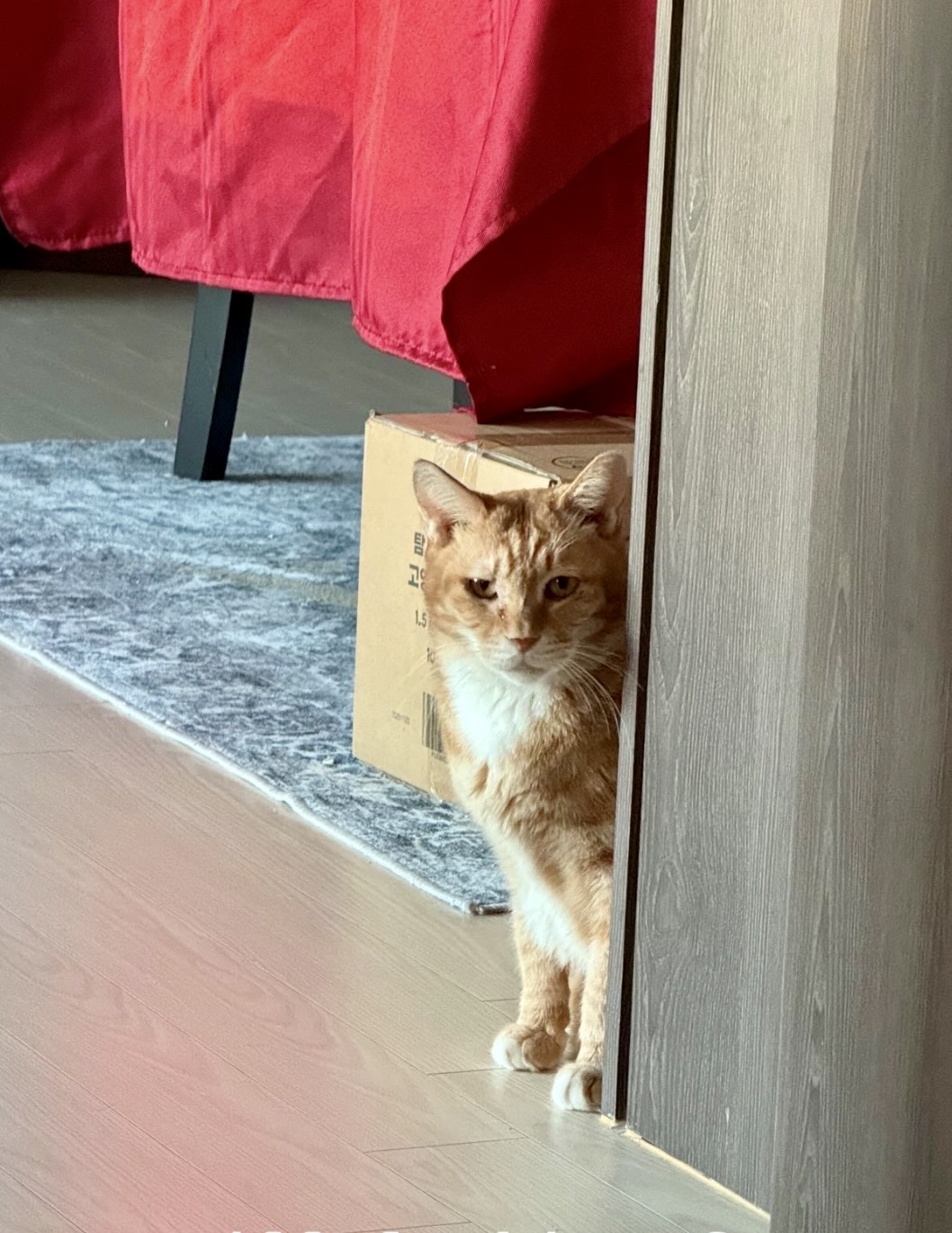 Duli waiting for Hermione from the vet