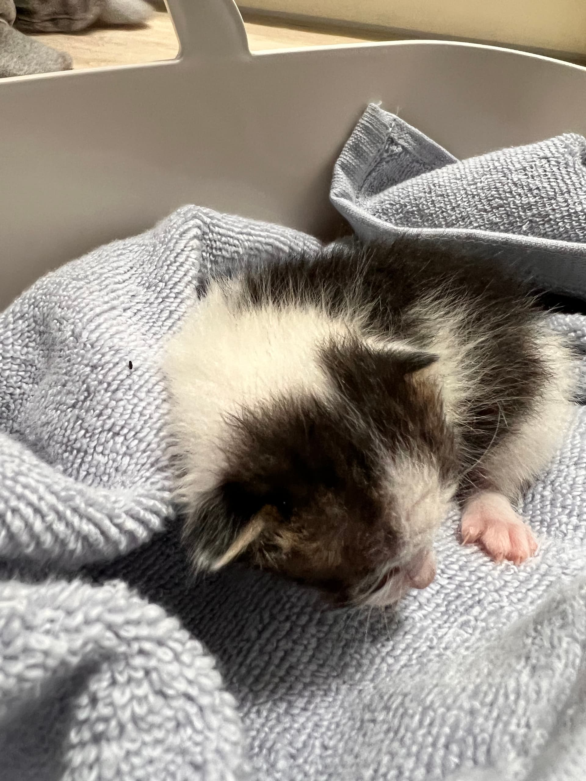 Blessing's 6 Kittens rescue photo