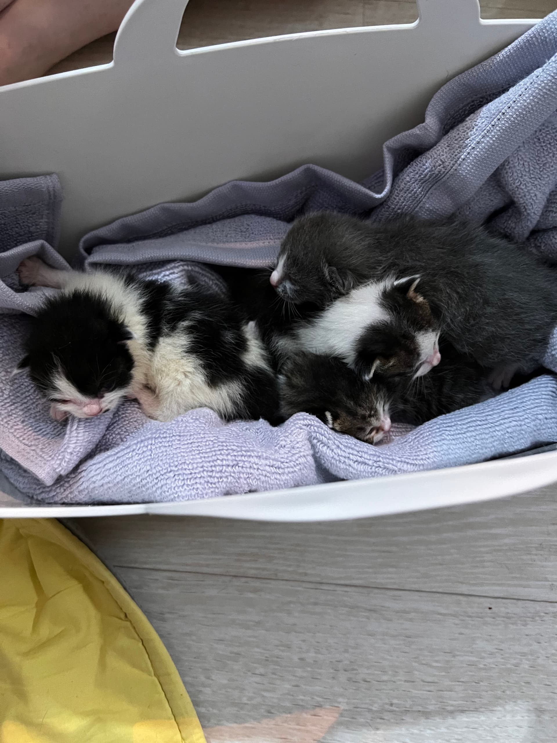Blessing rescue photo