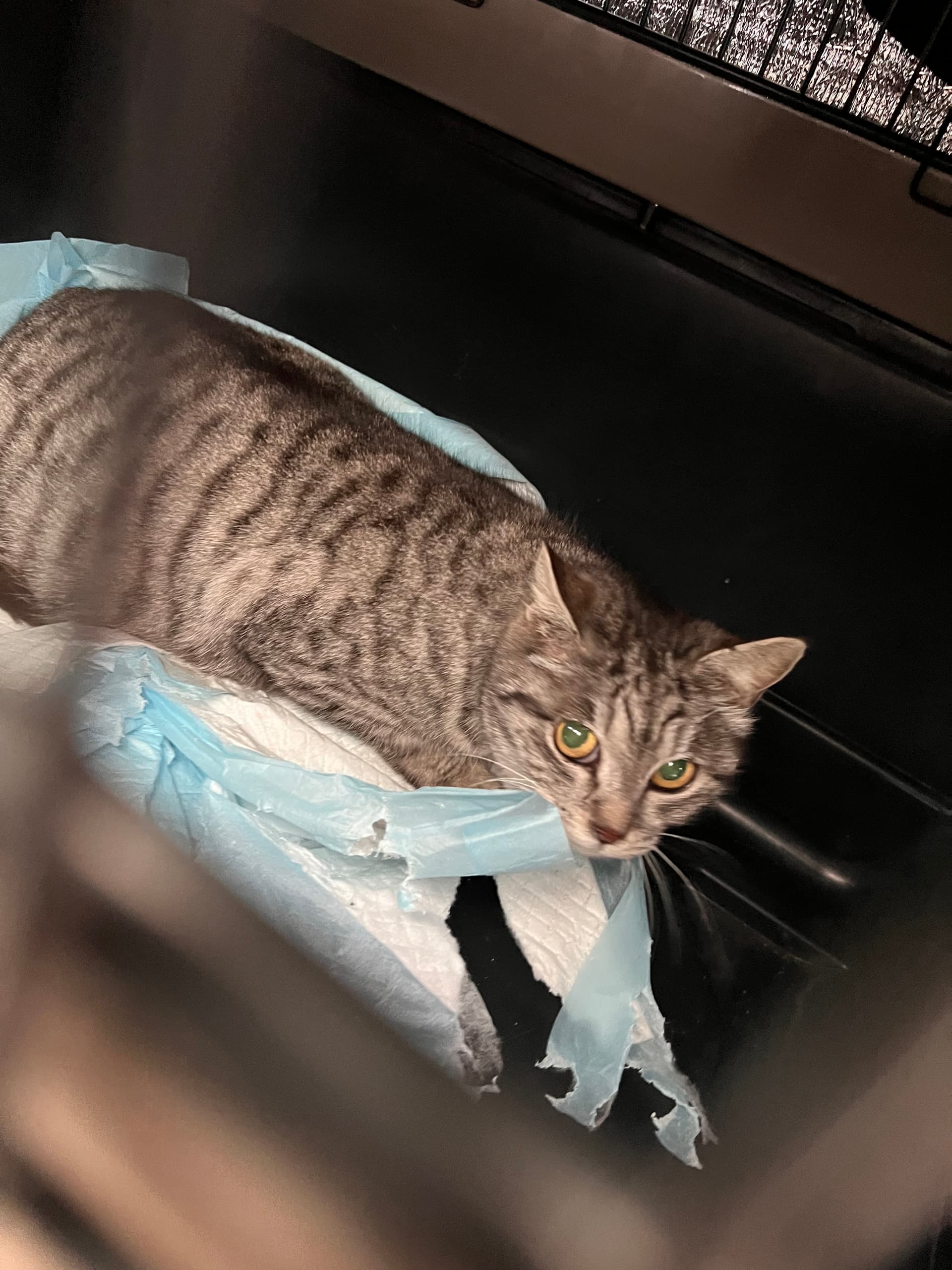 V- Pregnant with 4-5 kittens rescue photo
