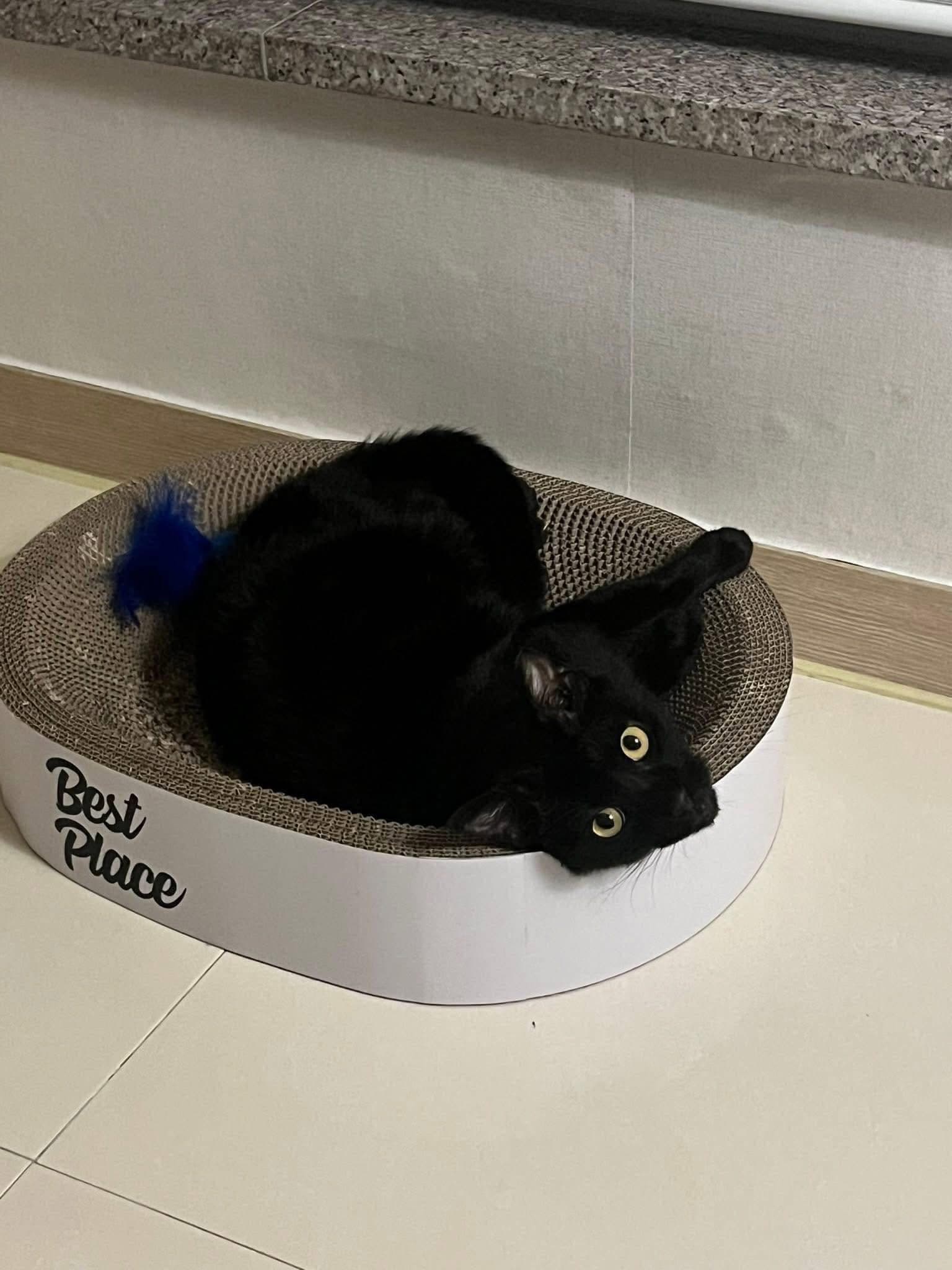 Gosu rescue photo