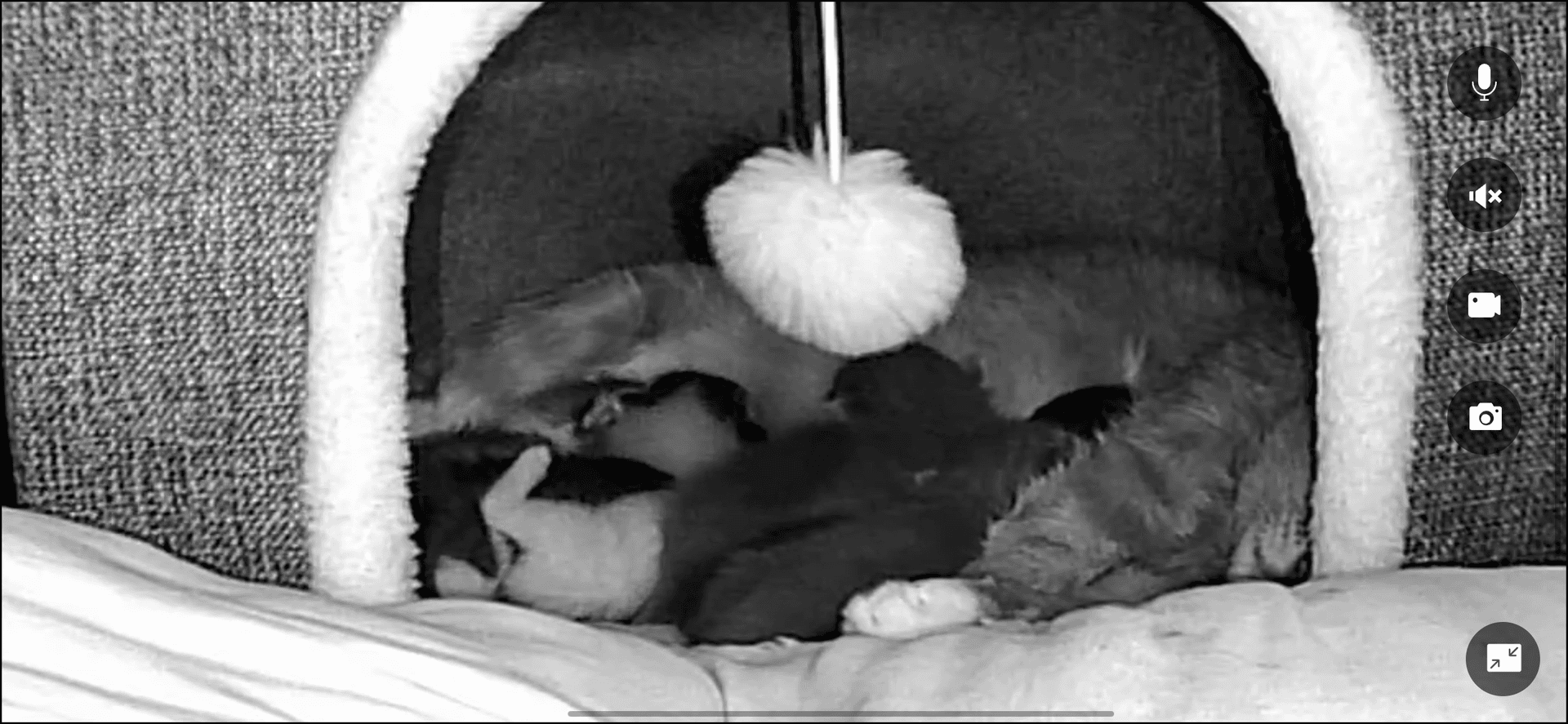 Blessing's 6 Kittens rescue photo