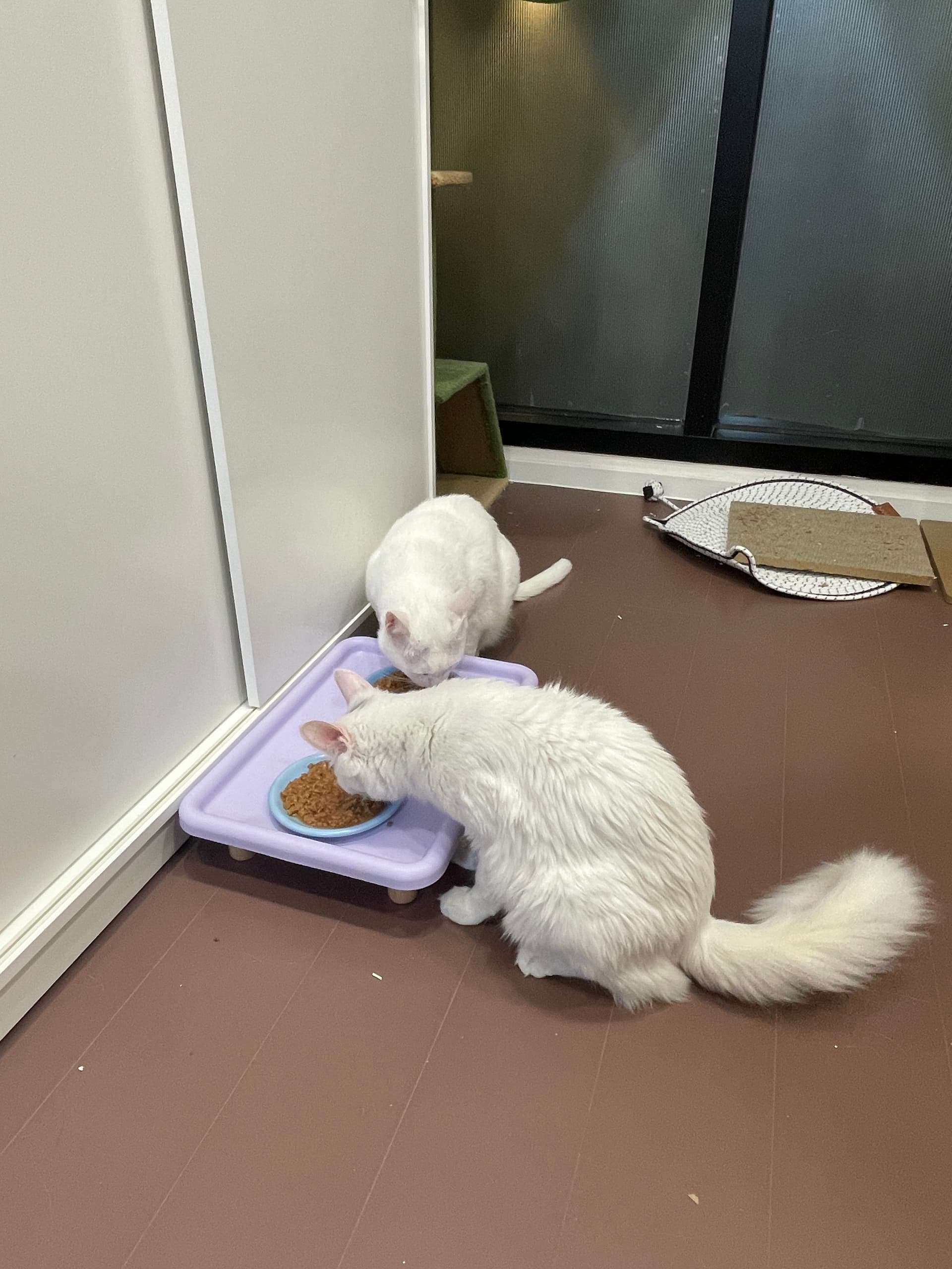 Kiwi & Busan Papa rescue photo